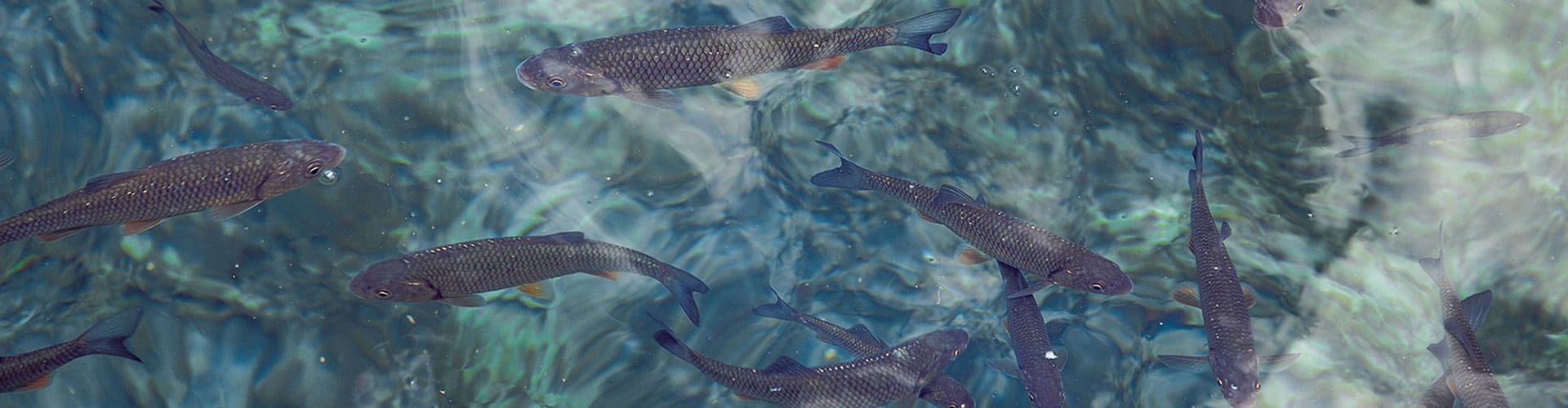 Carpe de nuit - Fédération de pêche de la Meuse