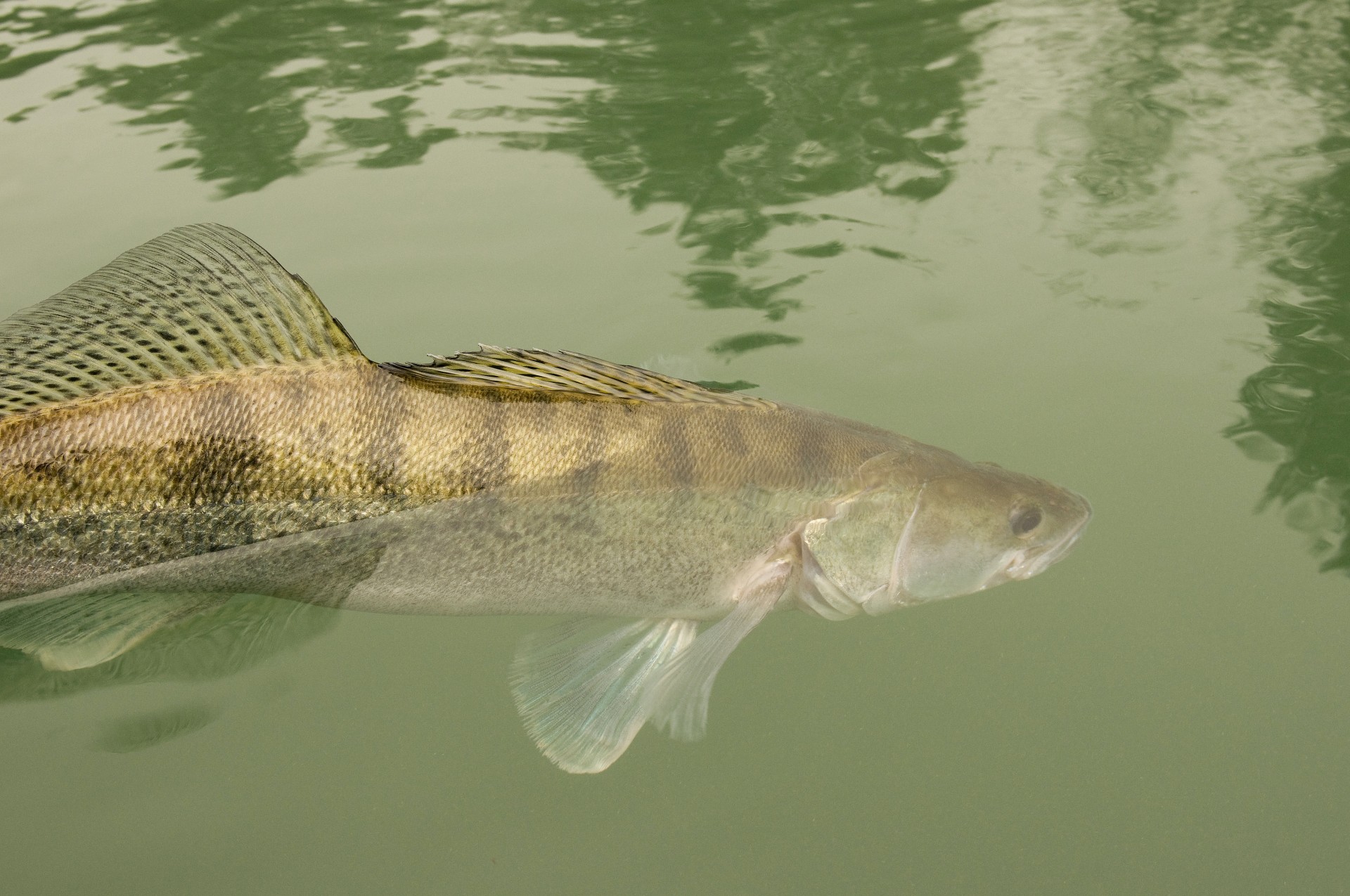 fermeture du carnassier 2019