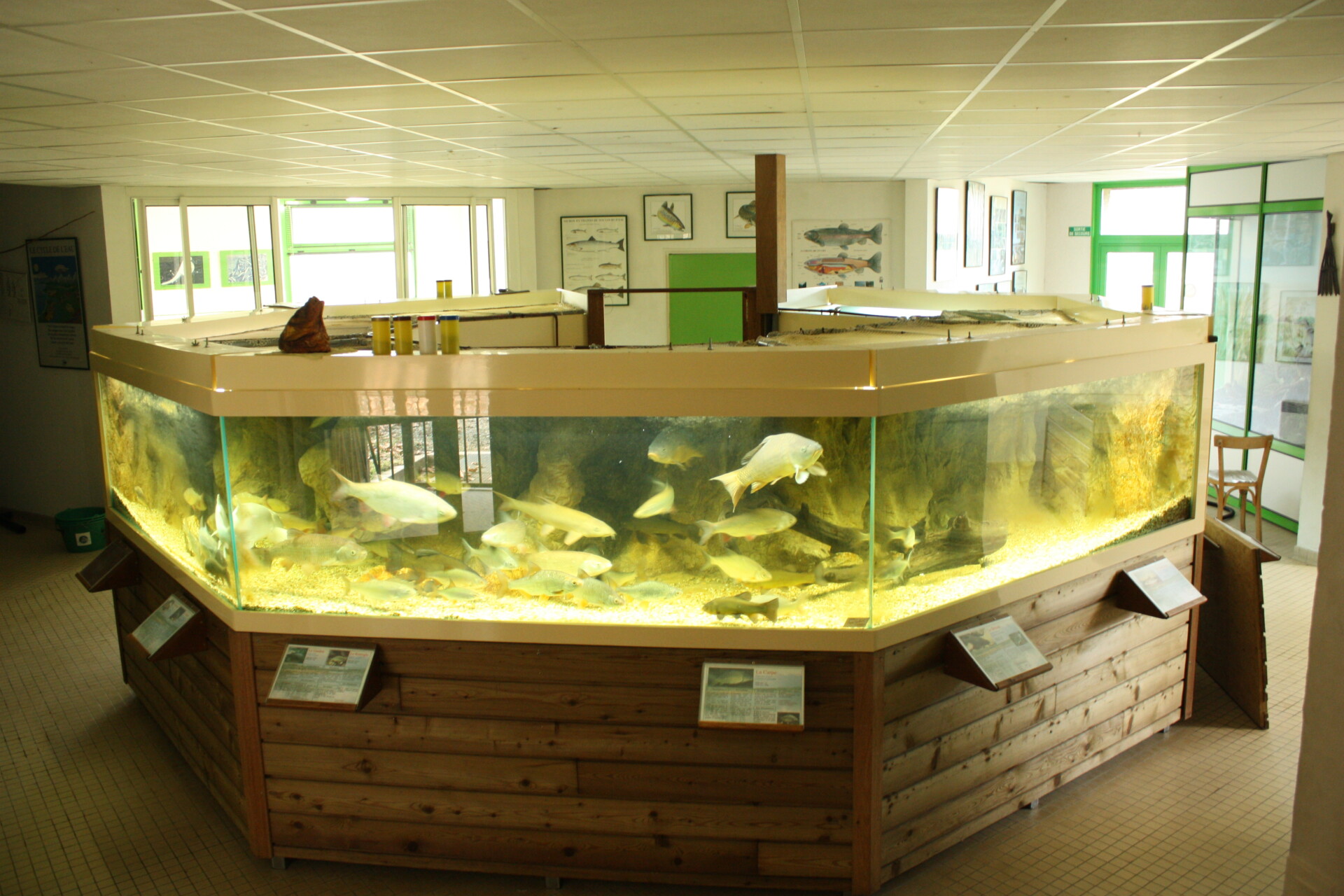 Salle des aquariums présentant les poissons de nos rivières.